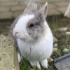 Images de profil de Jehanne - Blooming Pets - Petsitting et garde d'animaux à domicile