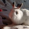 Images de profil de Jehanne - Blooming Pets - Petsitting et garde d'animaux à domicile