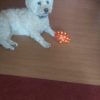 Images de profil de Jennifer - Blooming Pets - Petsitting et garde d'animaux à domicile