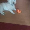 Images de profil de Jennifer - Blooming Pets - Petsitting et garde d'animaux Ă domicile