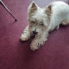 Images de profil de Jennifer - Blooming Pets - Petsitting et garde d'animaux à domicile