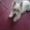 Images de profil de Jennifer - Blooming Pets - Petsitting et garde d'animaux Ă domicile