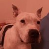 Images de profil de Jennifer - Blooming Pets - Petsitting et garde d'animaux à domicile