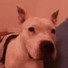 Images de profil de Jennifer - Blooming Pets - Petsitting et garde d'animaux Ă domicile