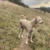 Images de profil de Jennifer - Blooming Pets - Petsitting et garde d'animaux Ă domicile