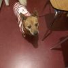 Images de profil de Jennifer - Blooming Pets - Petsitting et garde d'animaux à domicile