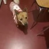 Images de profil de Jennifer - Blooming Pets - Petsitting et garde d'animaux Ă domicile