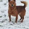 Images de profil de Jennifer - Blooming Pets - Petsitting et garde d'animaux Ă domicile
