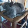 Images de profil de Jennifer - Blooming Pets - Petsitting et garde d'animaux Ă domicile