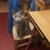 Images de profil de Jennifer - Blooming Pets - Petsitting et garde d'animaux à domicile
