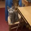 Images de profil de Jennifer - Blooming Pets - Petsitting et garde d'animaux Ă domicile