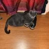Images de profil de Jennifer - Blooming Pets - Petsitting et garde d'animaux Ă domicile