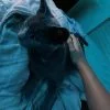 Images de profil de Jennifer - Blooming Pets - Petsitting et garde d'animaux Ă domicile