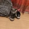Images de profil de Jennifer - Blooming Pets - Petsitting et garde d'animaux Ă domicile