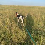 Tango Mon Chien  Grand Gascon Saintongeois Mâle - Garde d'animaux à domicile