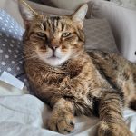 Calinou Mon Chat  Européen Mâle - Garde d'animaux à domicile