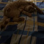 Zizette Mon Chat  Européen Femelle - Garde d'animaux à domicile