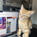 Canello Mon Chat  Européen Mâle - Garde d'animaux à domicile