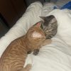 Images de profil de Jérémie - Blooming Pets - Petsitting et garde d'animaux à domicile