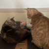 Images de profil de Jérémie - Blooming Pets - Petsitting et garde d'animaux à domicile