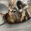 Images de profil de Jérémie - Blooming Pets - Petsitting et garde d'animaux à domicile