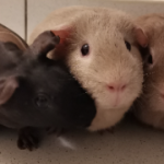 Franckie Mon Cochon d’Inde  Skinny Femelle - Garde d'animaux à domicile