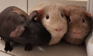 Images de profil de Jeremy - Blooming Pets - Petsitting et garde d'animaux Ă domicile