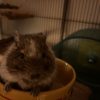 Images de profil de Jhade - Blooming Pets - Petsitting et garde d'animaux à domicile
