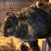 Images de profil de Jhade - Blooming Pets - Petsitting et garde d'animaux à domicile
