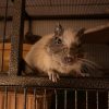 Images de profil de Jhade - Blooming Pets - Petsitting et garde d'animaux à domicile