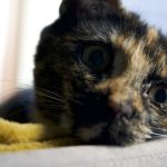 Angy Mon Chat  European Shorthair Femelle - Garde d'animaux à domicile