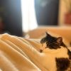 Images de profil de Joachim - Blooming Pets - Petsitting et garde d'animaux à domicile