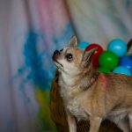 Gipsy Mon Chien  Chihuahua Femelle - Garde d'animaux à domicile