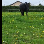 Wendy Mon Cheval  Arabo-Frison Femelle - Garde d'animaux à domicile