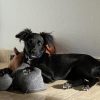 Images de profil de Jory - Blooming Pets - Petsitting et garde d'animaux à domicile