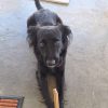 Images de profil de Jory - Blooming Pets - Petsitting et garde d'animaux à domicile