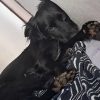 Images de profil de Jory - Blooming Pets - Petsitting et garde d'animaux à domicile