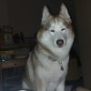 Images de profil de Joyce - Blooming Pets - Petsitting et garde d'animaux à domicile