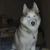 Images de profil de Joyce - Blooming Pets - Petsitting et garde d'animaux à domicile
