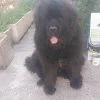 Images de profil de Joyce - Blooming Pets - Petsitting et garde d'animaux à domicile