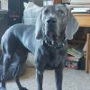 Images de profil de Joyce - Blooming Pets - Petsitting et garde d'animaux à domicile