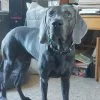 Images de profil de Joyce - Blooming Pets - Petsitting et garde d'animaux à domicile