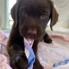 Images de profil de Joyce - Blooming Pets - Petsitting et garde d'animaux à domicile