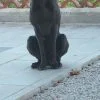 Images de profil de Joyce - Blooming Pets - Petsitting et garde d'animaux à domicile