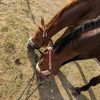 Images de profil de Jade - Blooming Pets - Petsitting et garde d'animaux à domicile