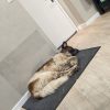 Images de profil de Jade - Blooming Pets - Petsitting et garde d'animaux à domicile