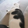 Images de profil de Justine - Blooming Pets - Petsitting et garde d'animaux à domicile