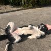 Images de profil de Justine - Blooming Pets - Petsitting et garde d'animaux à domicile