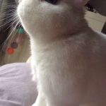 Flocon Mon Lapin  Nain Polonais Mâle stérilisé - Garde d'animaux à domicile