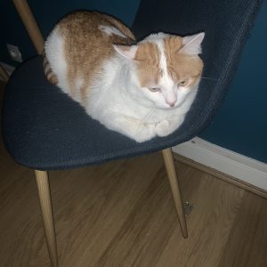 Images de profil de Julie - Blooming Pets - Petsitting et garde d'animaux Ă domicile